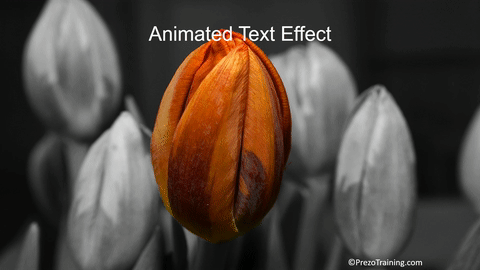 Animated PowerPoint Picture Effect