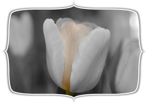 Creative Photo Frame in PowerPoint