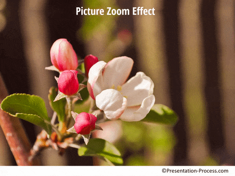 Focused Zoom effect in PowerPoint