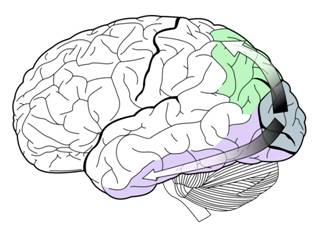 Brain visual area