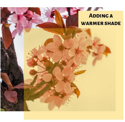 Warm Color Shade