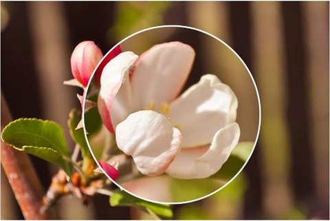 Focused Zoom Effect In Powerpoint